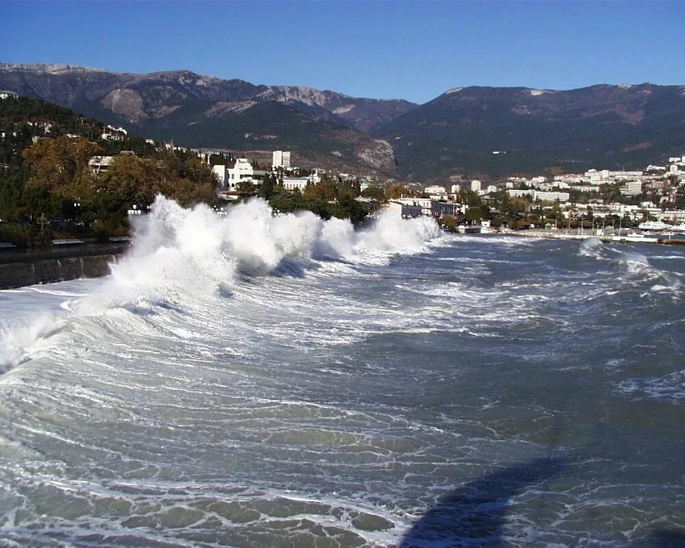 песня ялта где растет золотой