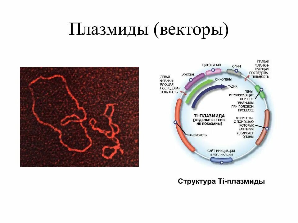 Плазмидой является