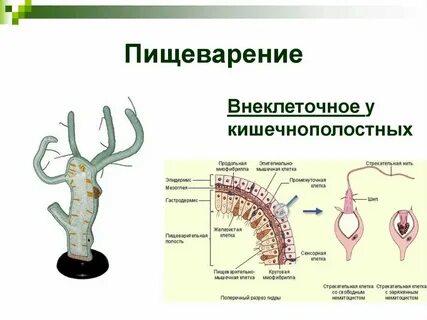 Систематические группы животных кишечнополостные органы пищеварения