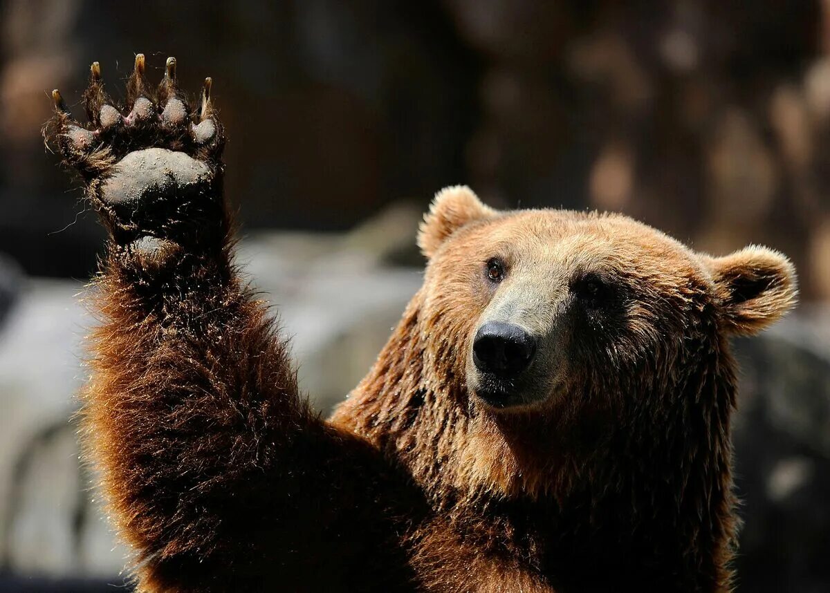 Bear hand