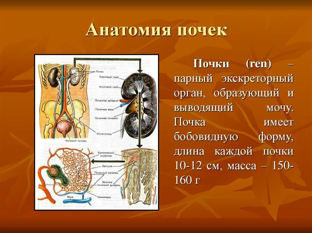 Причины заболевания почек биология. Презентация на тему почки. Почки для презентации. Почки анатомия. Почки человека для презентации.