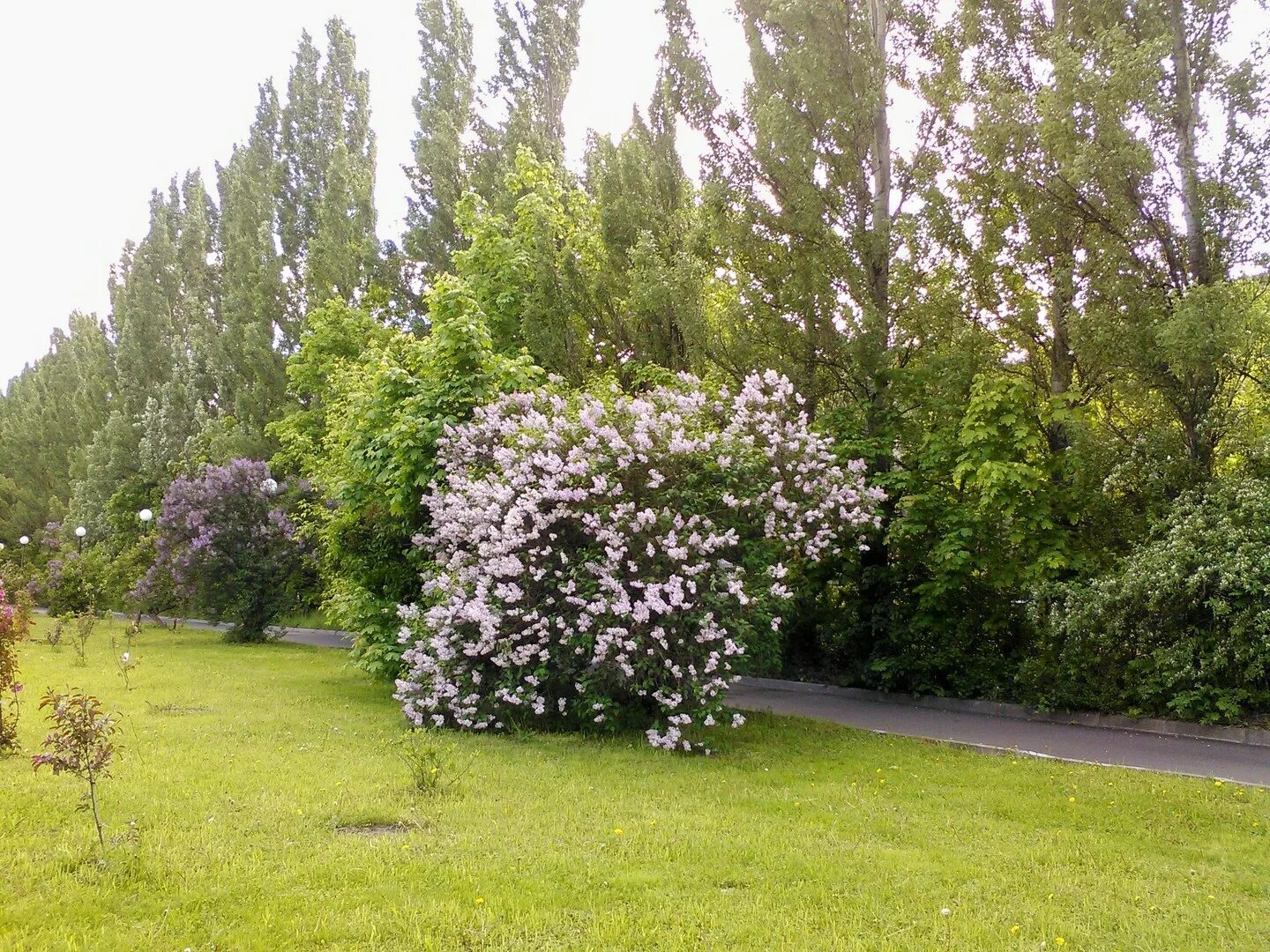 В ботаническом саду 15 кустов сирени. Сирень в ботаническом саду. сиреневый куст эвальд. сирень в ботаническом саду санкт-петербурга. сирень в ботаническом саду тверь.