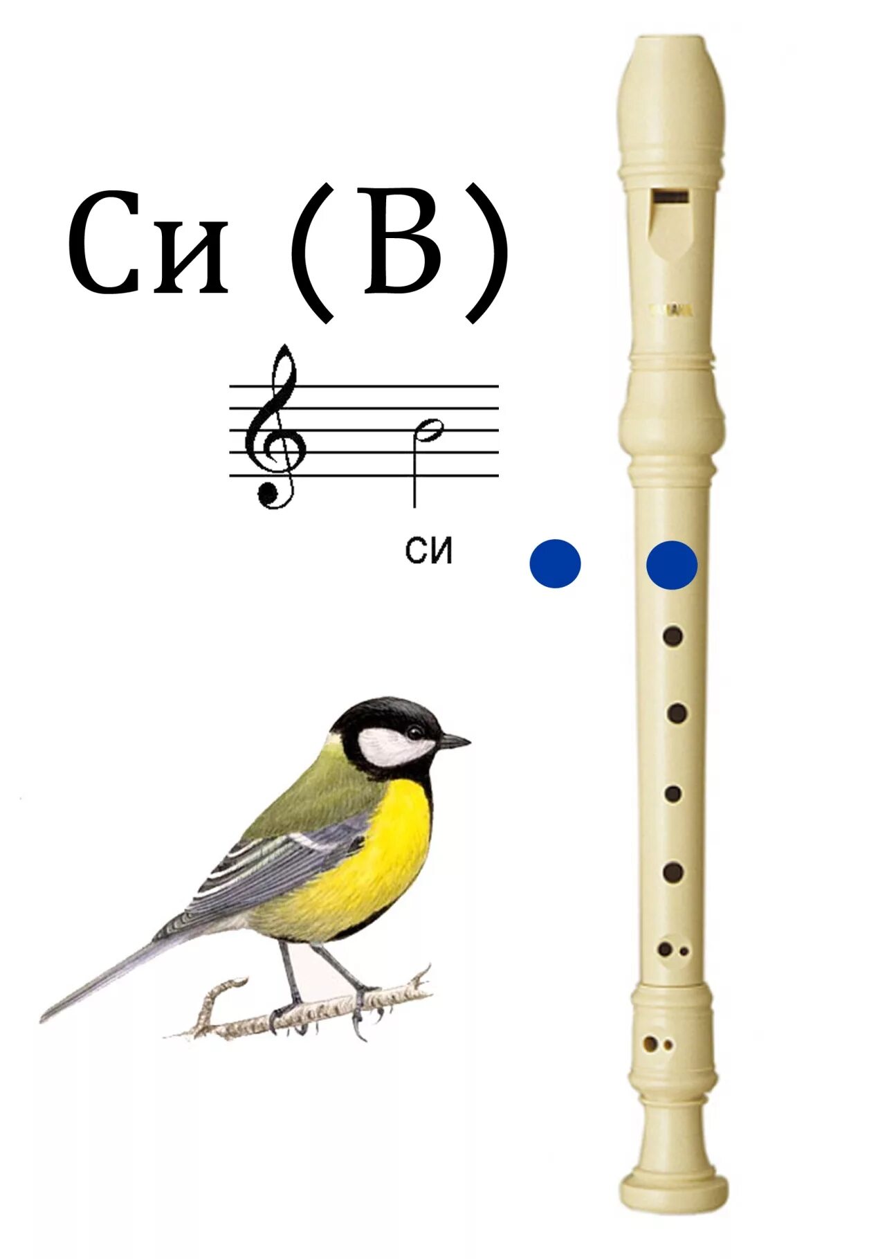 Как играть на флейте. Нота Сиб на блок флейте. Изучение нот на блокфлейте. Ноты для флейты. Блокфлейта для начинающих.