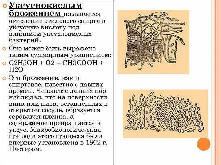 Уксусно кислые бактерии. Уксусно кислые бактерии
