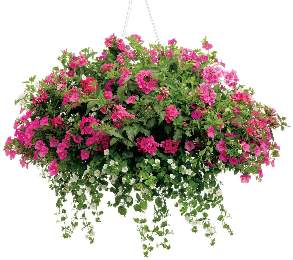 Бакопа scopia pink. Эвкалипт ампельный. Розовый ампельный цветок. Вербена ампельная. Бакопа ампельная махровая.