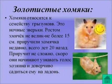 Какой тип характерен для хомяка сирийского