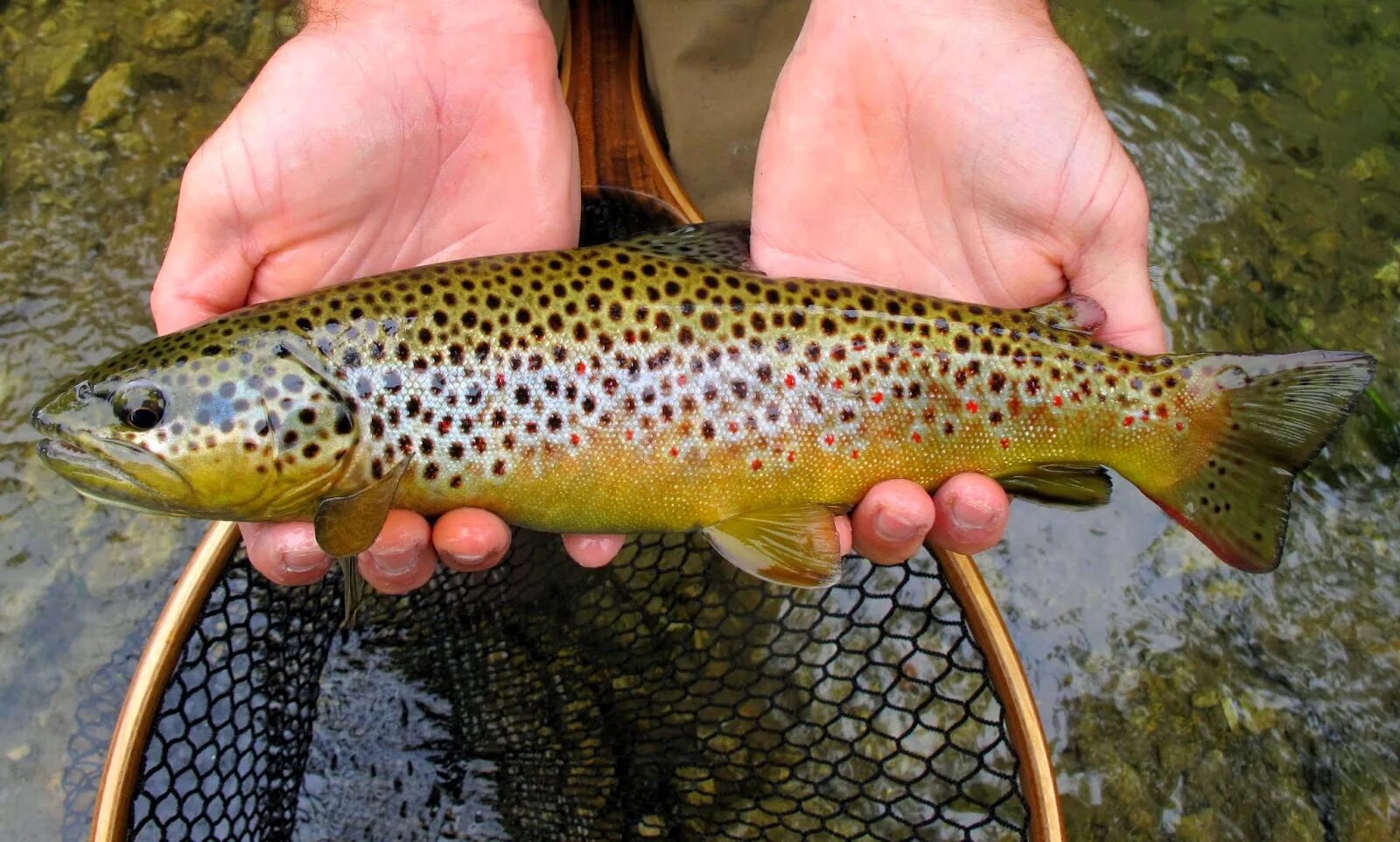 Рыба форель речная пеструшка. Озерная форель кумжа. Форель в реке. Форель и хариус. Форель в реке.