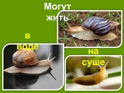 Класс брюхоногие 7 класс