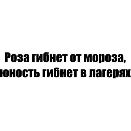 Розы гибнут. Розы гибнут на морозе Юность гибнет в лагерях. Розы гибнут от Мороза. Розы гибнут от Мороза а пацаны. Розы гибнут на морозе а пацаны от передоза.