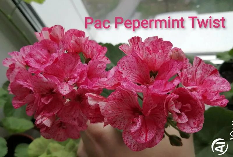 Герань peppermint twist. Герань peppermint twist. Пепперминт твист. Моne7 - odensjö symfonia peppermint twist пеларгония. Пеларгония ade's elf.