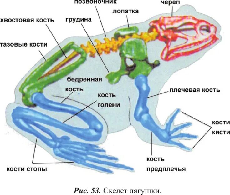 Спинная лягушка. Строение черепа земноводных. Позвоночник лягушки. Строение черепа амфибий. Скелет позвоночника лягушки.