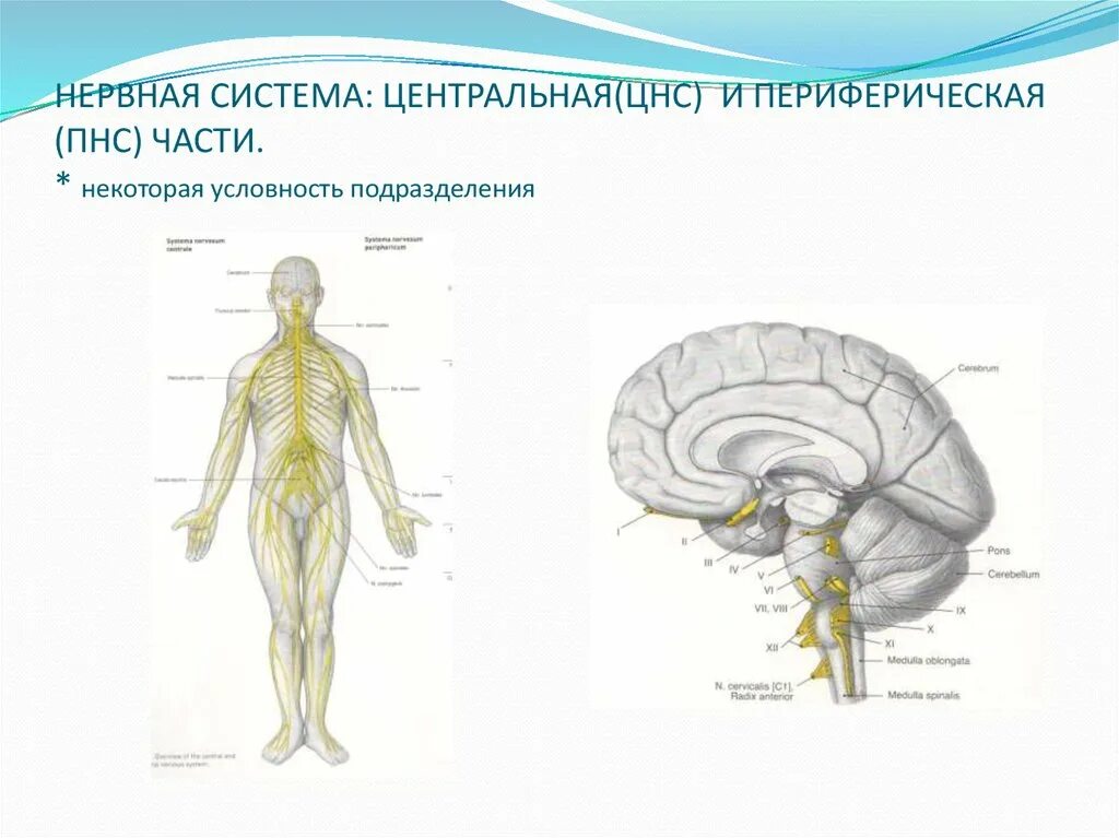 Схема нервной системы человека Центральная и периферическая. Центральная и периферическая нервная система рис 75. Нервная система человека анатомический атлас. Периферическая нервная система анатомия рисунок.