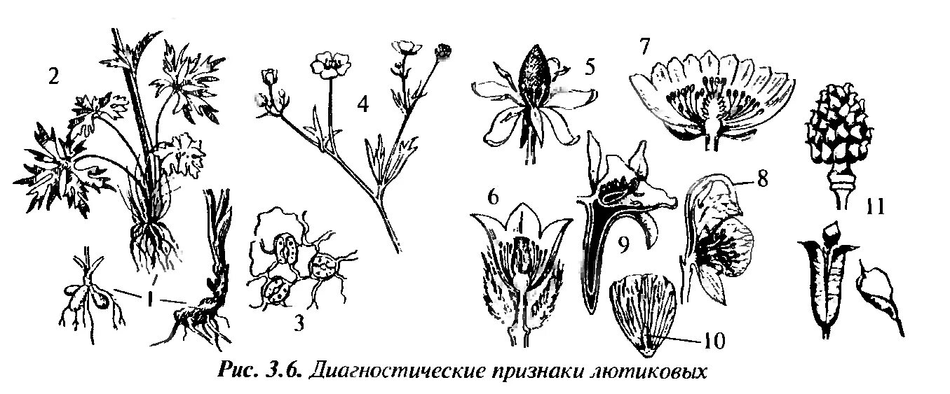 Какой тип питания характерен для лютика. Лютиковые гинецей. Лютиковые Ranunculaceae. Плод Лютика. Андроцей Лютика.