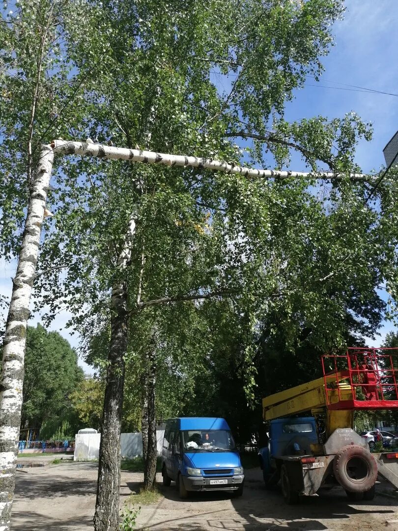 Висит на березки. Береза во дворе дома. Поломанная береза. Сломанная Березка. Береза на проводах.