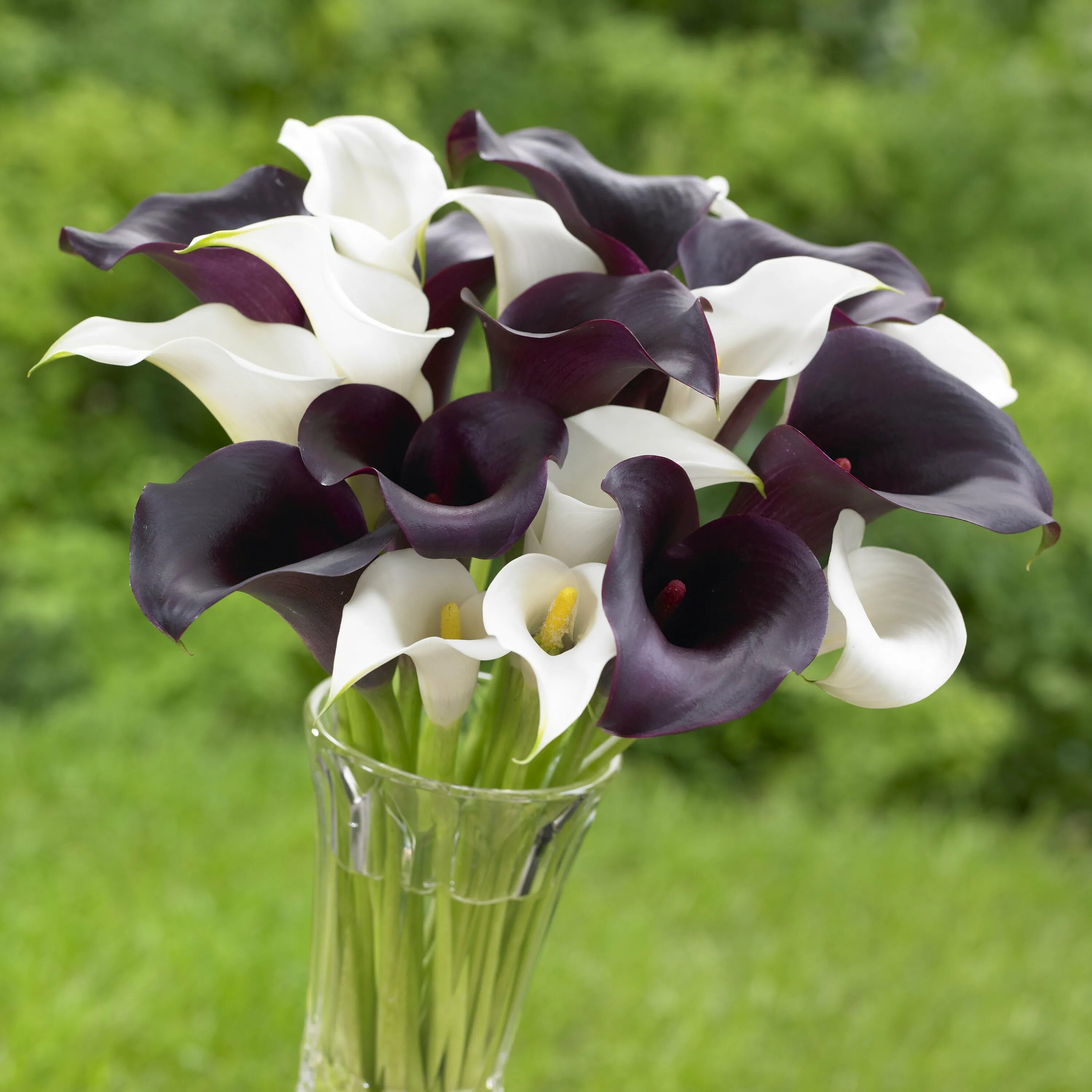 Каллы вары. Каллы вары. Калла эфиопская зантедеския. Зантедеския эфиопская. Калла зантедеския.