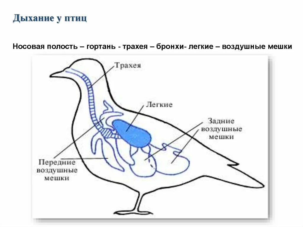 В легкие птиц поступает. Эволюция дыхательной системы птиц. Дыхательная система птиц двойное дыхание птиц. Строение дыхательной системы птиц. Схема дыхательной системы птицы.