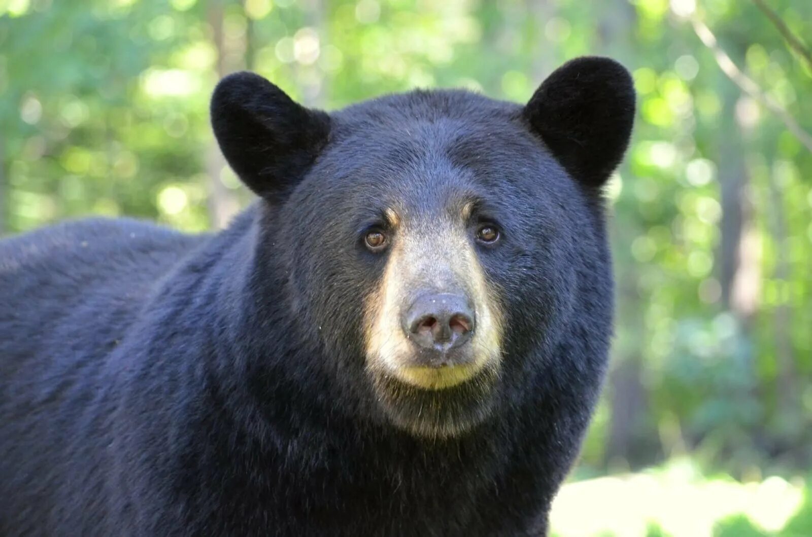Американский медведь барибал. Черный медведь название. Ursus americanus. Черный медведь. Американский медведь барибал.