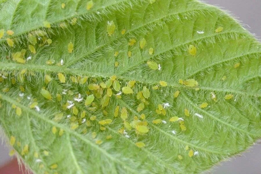Тля на листочках. Тля бахчевая (aphis gossypii). тля медяница. кленовая тля. желтая тля.