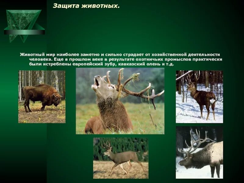 Животные в хозяйственной деятельности человека. Как сохранить численность животных. Влияние природы на животных. Охрана растительного и животного мира экология. Прямое воздействие человека на растения.