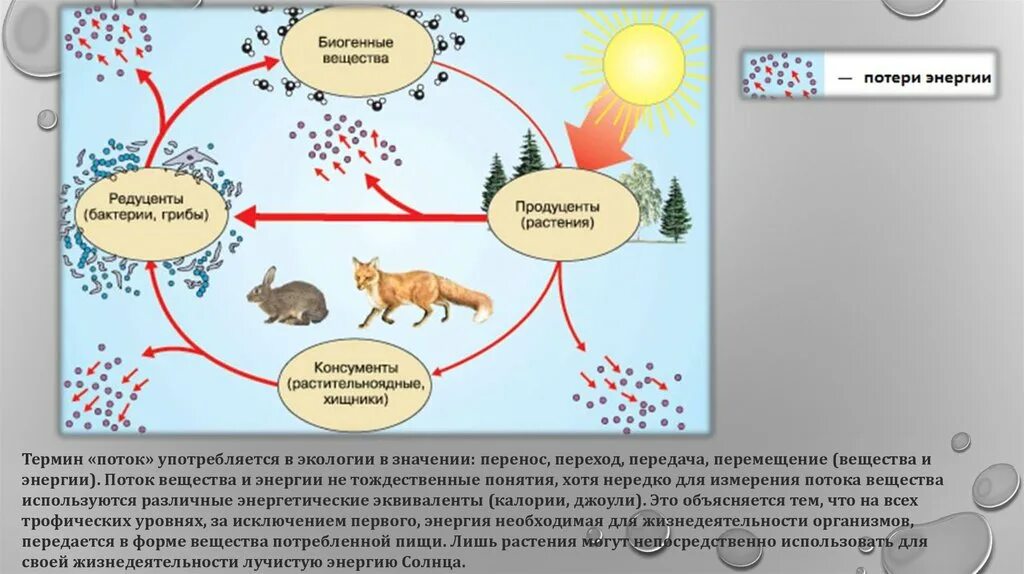 В чем опасность нарушения связей в экосистеме. Схема круговорота энергии и вещества в экосистеме. Круговорот веществ и поток энергии в экосистеме. Схема распределения вещества и энергии. Потоки вещества и энергии в экосистеме.