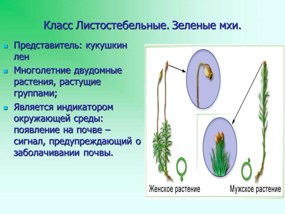 Двудольные листостебельные мхи папоротниковые хвощовые. Класс листостебельные Кукушкин лен. Кукушкин лен 5 класс биология. Кукушкин лен листостебельное растение. Политрих волосоносный Кукушкин лен.