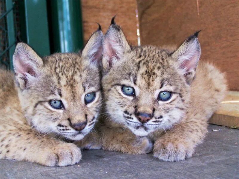 Por qué está en peligro de extinción el lince ibérico