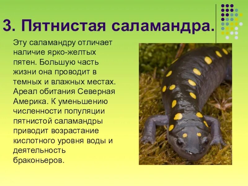 Сообщение про класс земноводных. Саламандра пятнистая сообщение краткое. огненная саламандра +факты. саламандра земноводное животное сообщение. необычные факты о земноводных.
