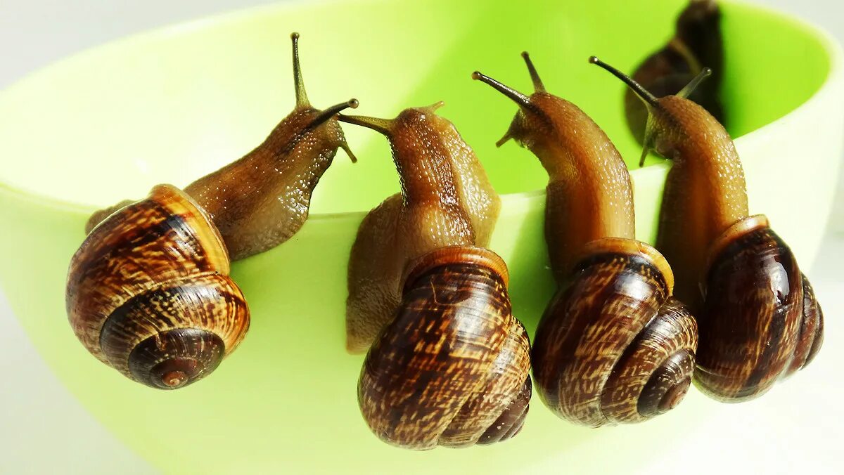 улитка квартиры