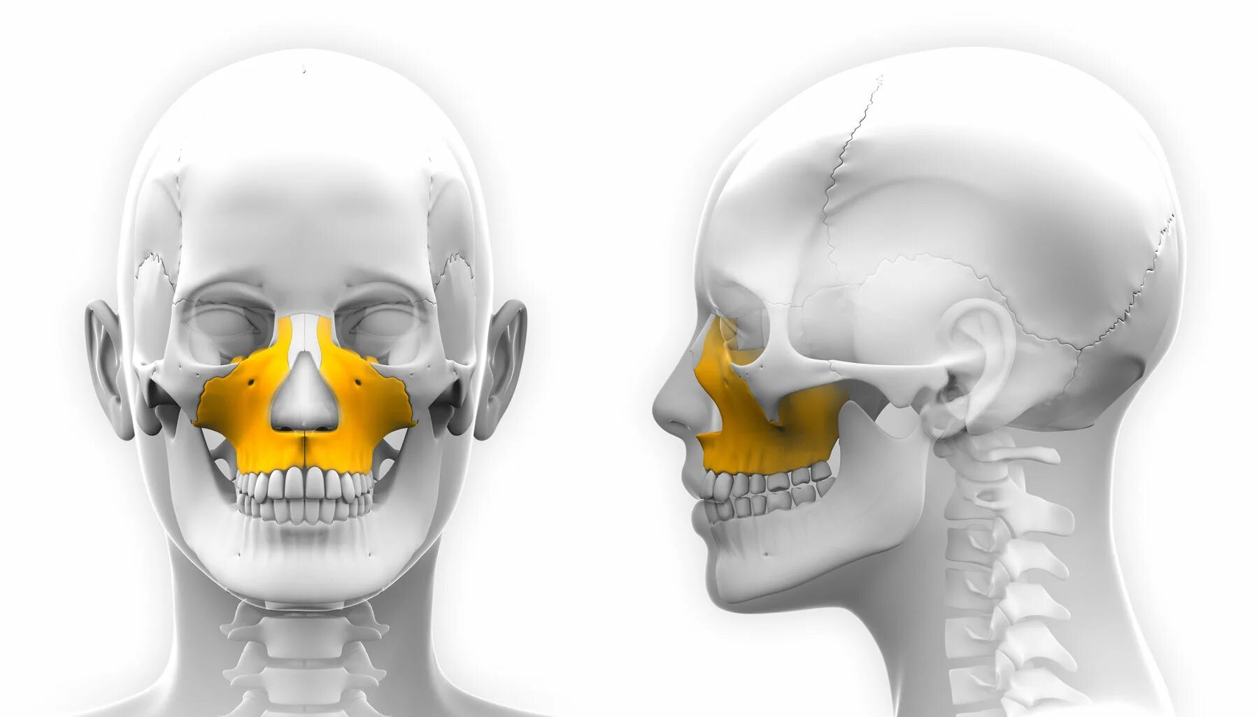 Скуловая дуга скуловой кости. Скуловая кость рентген анатомия. Перелом скуловой кости. Скуловая кость черепа анатомия.