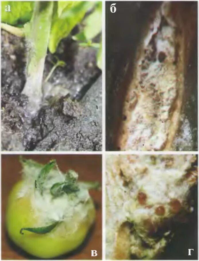 Томат склеротиниоз белая гниль. Белая гниль (склеротиниоз). Белая гниль томатов. Белая гниль склеротиниоз подсолнечника. Серая гниль на томатах