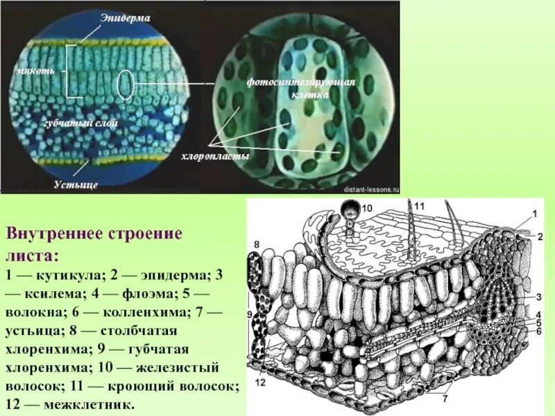 Есть ли хлоропласты. Внутреннее строение листа устьица. Ткани растений эпидерма. Хлоренхима мезофилл. Столбчатая хлоренхима ткань.