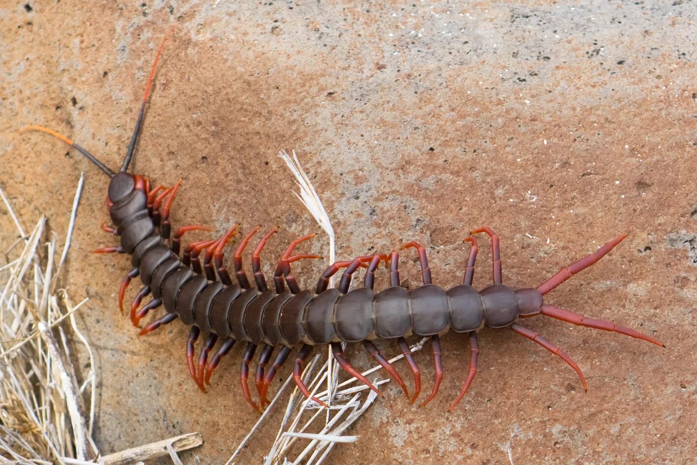 Сороконожка сколопендра. Сколопендры Cormocephalus coynei. Мухоловка и двухвостка. Двухвостка многоножка.