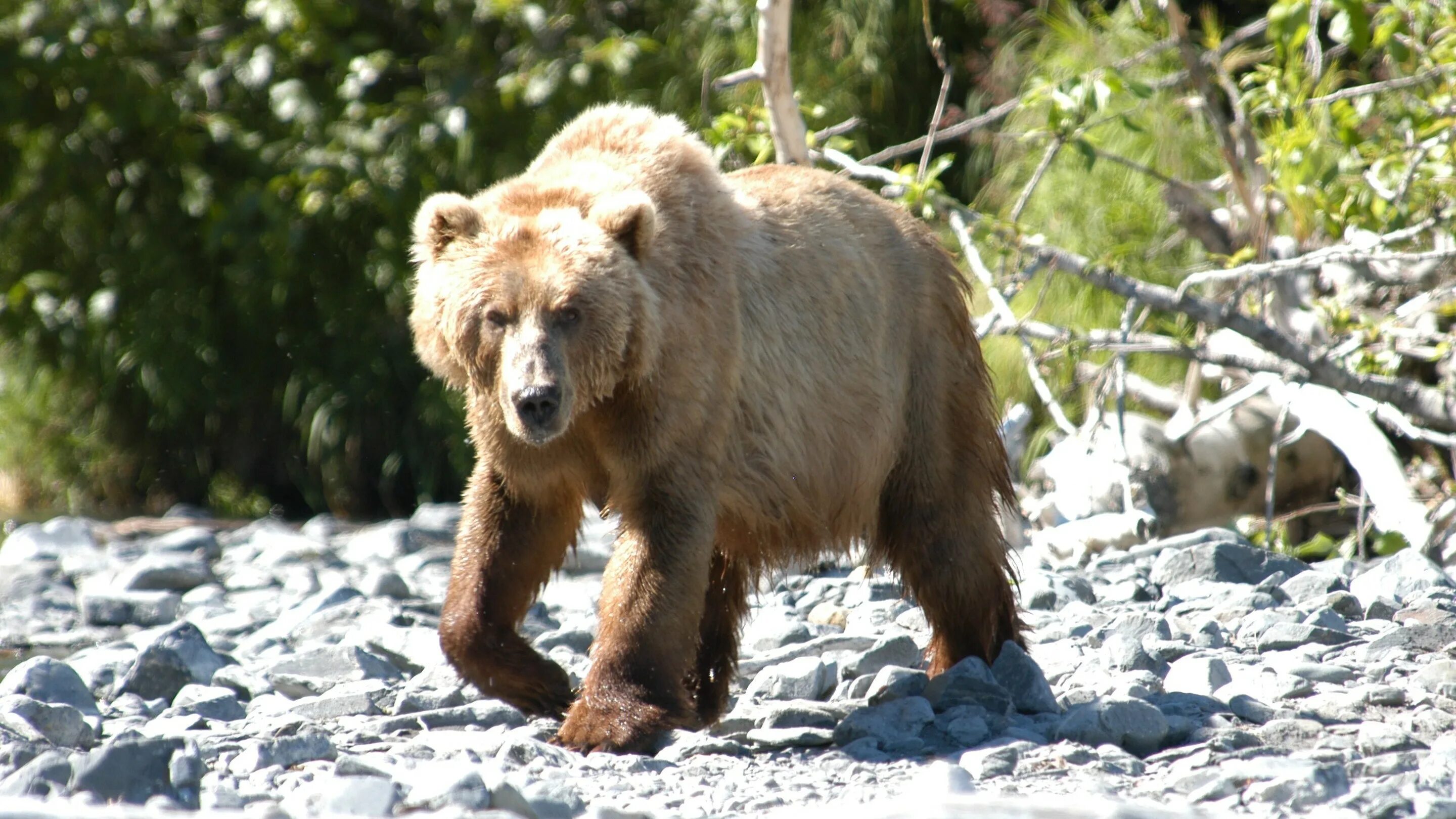 Какие медведи крупнее. Бурый медведь Кадьяк. Медведь бурый Кодиак. Кадьяк (медведь). Аляскинский бурый медведь Кадьяк.
