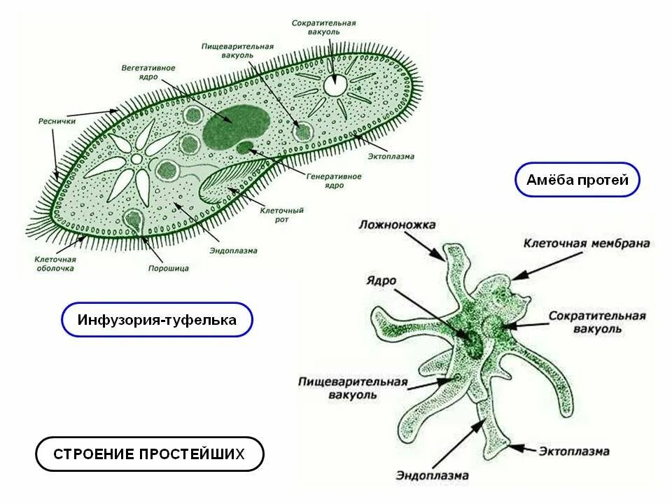 Список простейших организмов. Строение клетки простейших. Строение простейших животных амеба. Строение амебы и инфузории туфельки. Строение клетки простейшего амебы.