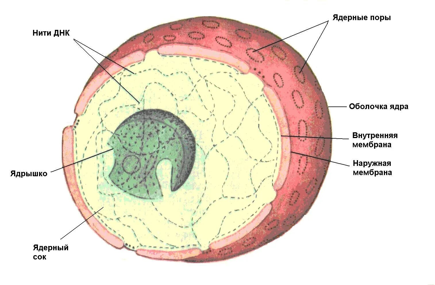 Строение ядра клетки эукариот. Строение ядра эукариотической клетки. Строение ядра эукариотической клетки рисунок. Строение ядра эукариотической клетки ЕГЭ. Ядро клетки схема
