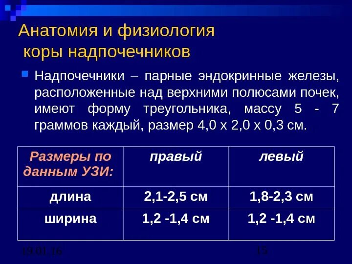 Размер почек у взрослых мужчин. Размеры надпочечников в норме по УЗИ. Размеры надпочечника в норме на УЗИ. УЗИ надпочечники объем норма. Надпочечники Размеры в норме у взрослых.