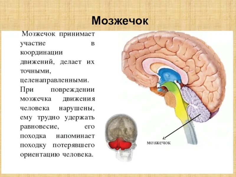 Мозжечок строение. Мозжечок головного мозга. Мозжечок строение и функции кратко таблица. Строение мозжечка анатомия.