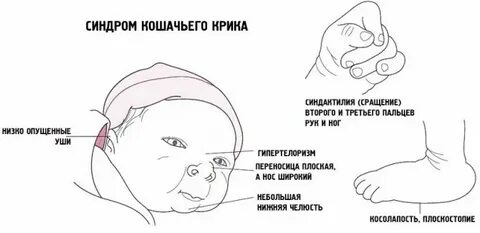 Признаки кошачьего крика
