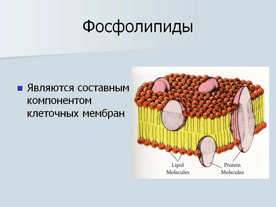 Клетка Фосфолипидная мембрана. Фосфолипиды клеточной мембраны. Фосфолипиды в мембране клетки. Гликолипид в клеточной мембране. Слои образующие мембрану клетки