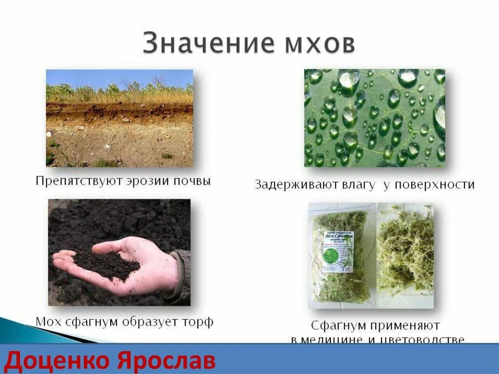 Каково значение мхов в природе 7 класс. Значение мхов в природе и жизни человека. Значение мхов в природе. Значение моховидных. Роль мхов в природе и жизни человека.