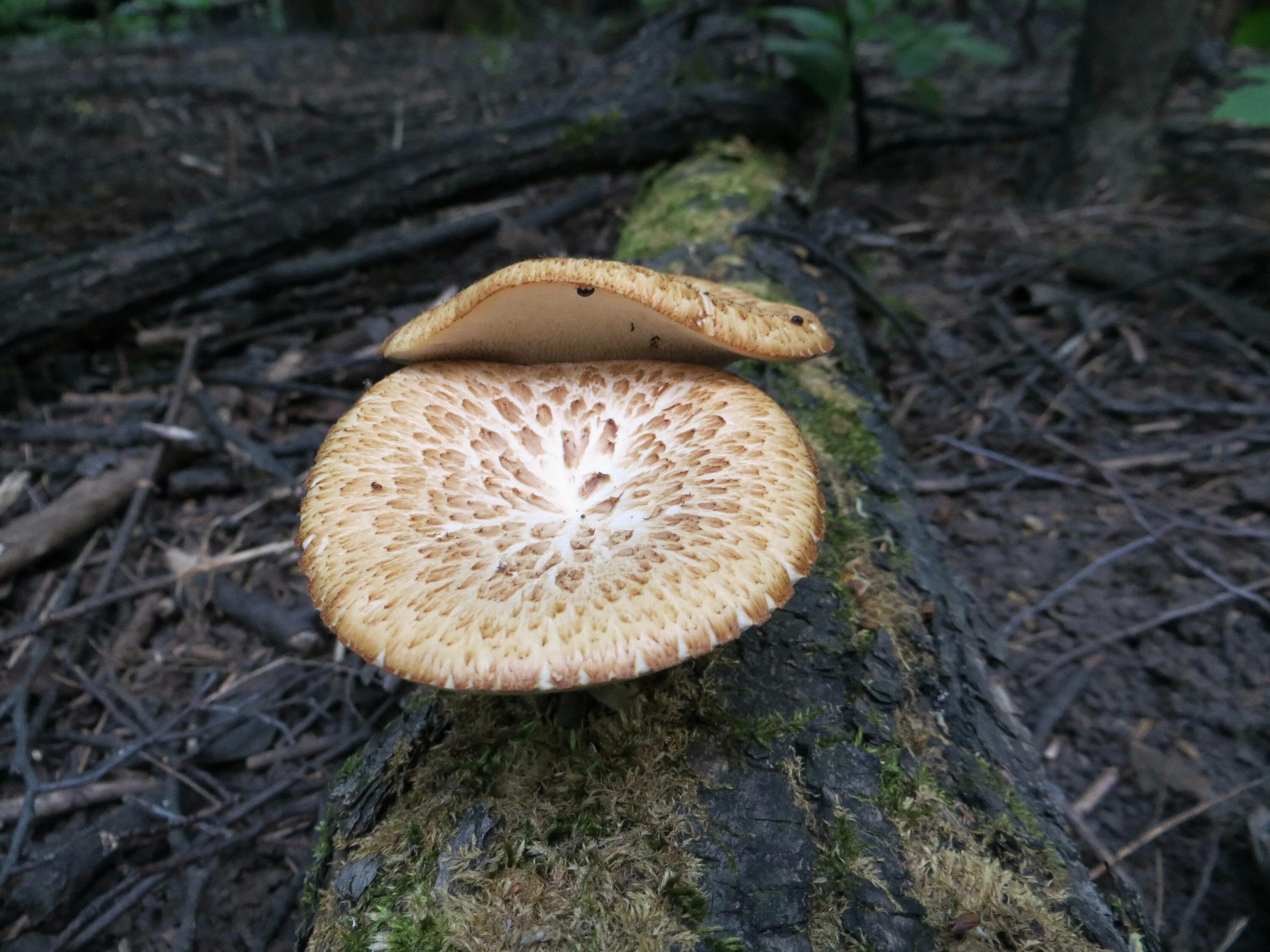 Какие грибы в начале. Трутовик чешуйчатый Polyporus squamosus. Трутовик Майский съедобные грибы. Трутовик Трихаптум еловый. Трутовик Майский.