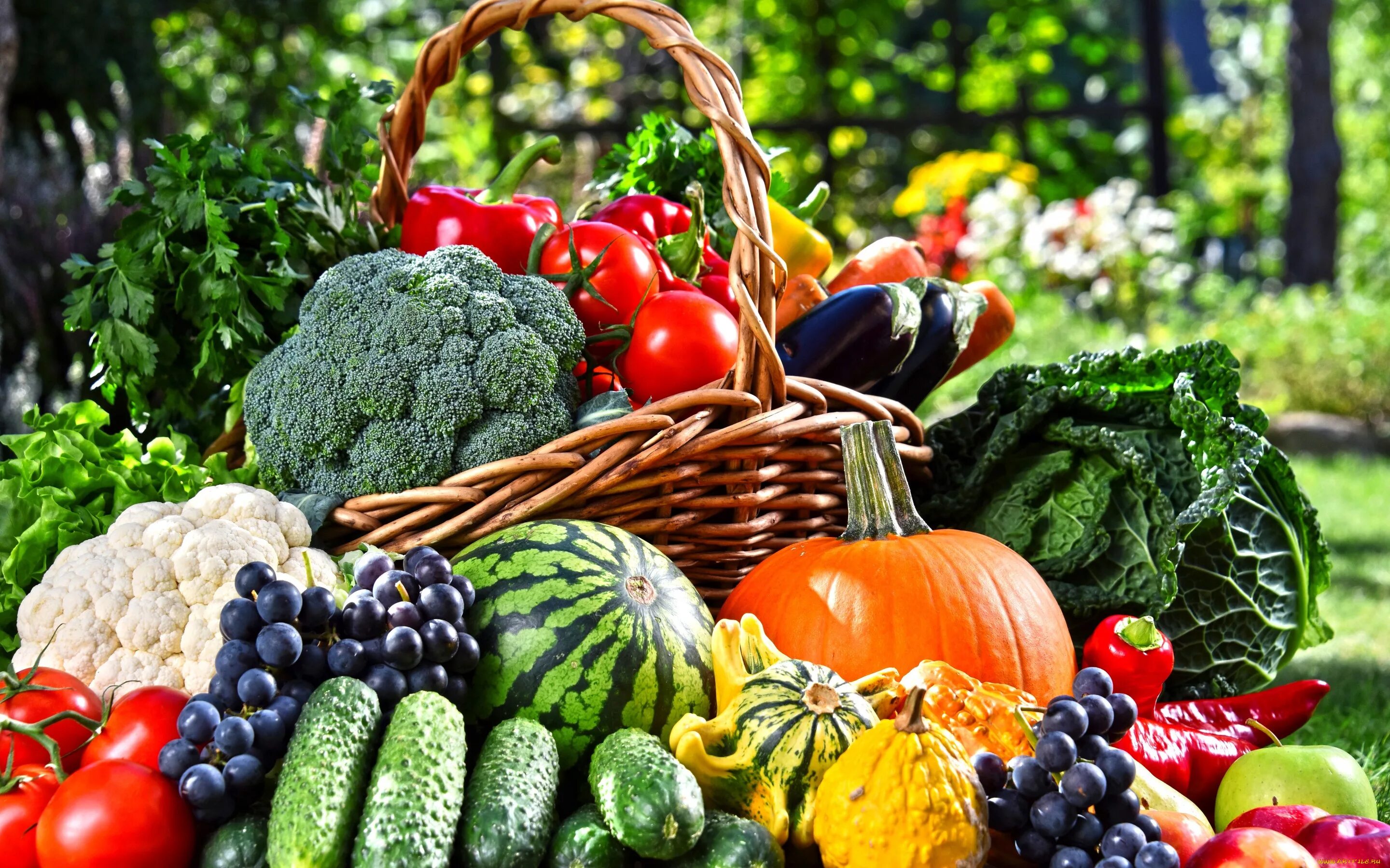 Лето время овощей и фруктов. Овощи и фрукты. Красивые овощи. Свежие овощи и фрукты. Овощи и ягоды.
