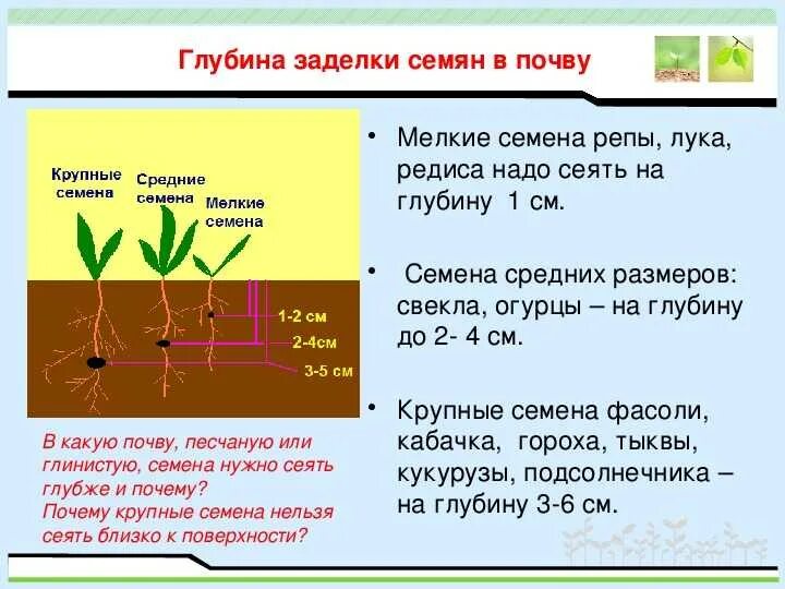 Как пишется слово прорастет. Глубина посева семян биология 6 класс. Сроки посева семян биология 6 класс. Биология 6 класс глубина заделки семян. Глубина посева для прорастания семян.