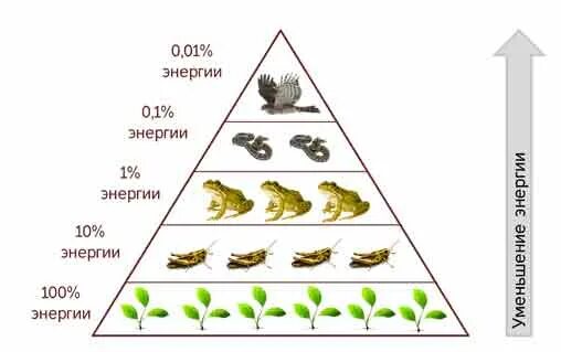 Постройте пирамиду чисел пищевой цепи. Пирамида биомассы злаки Саранча лягушки. Экологические пирамиды чисел биомассы энергии. Пищевая цепочка и биомасса пирамида. Трофические цепи пищевая пирамида.