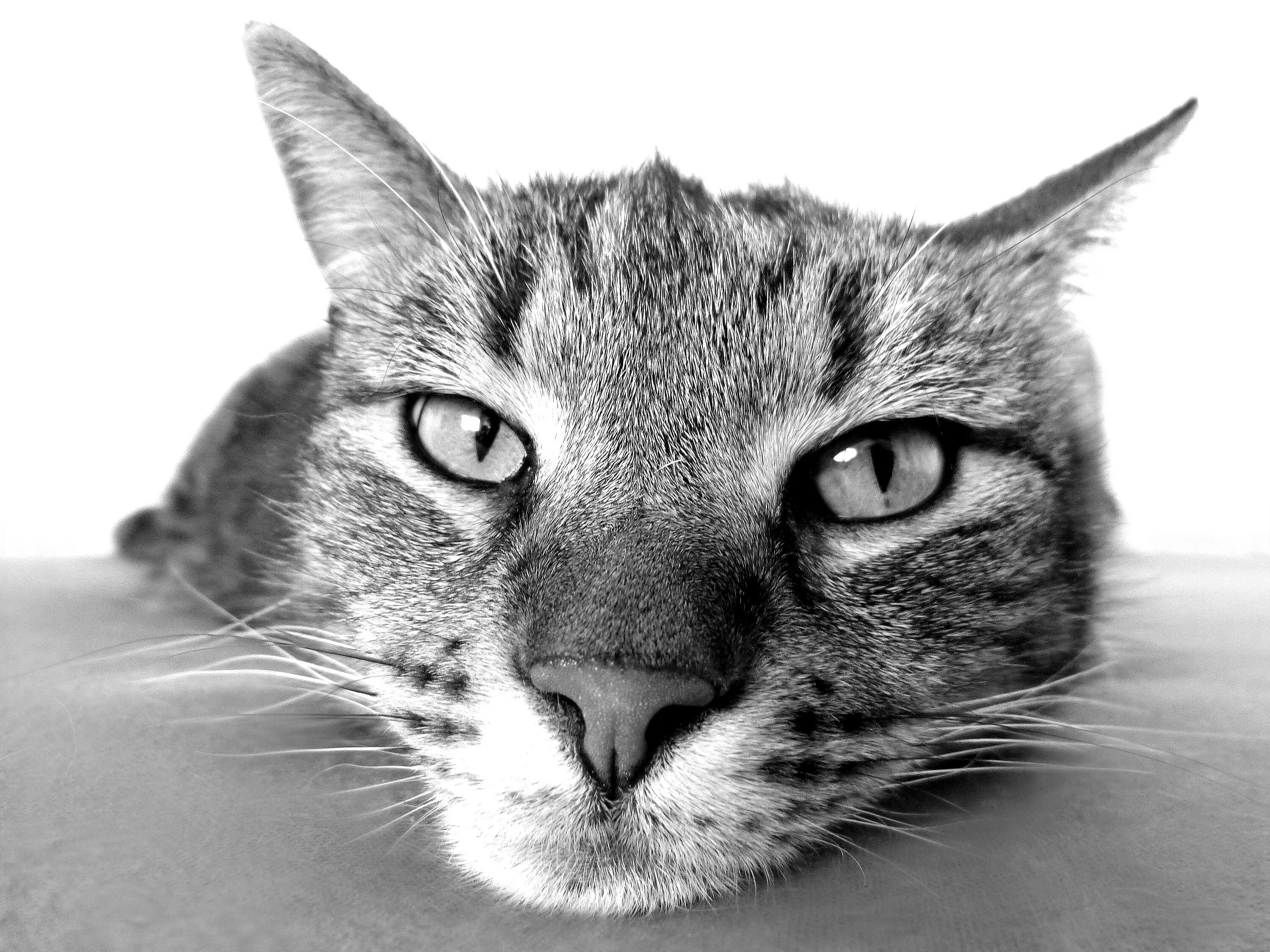 Следующий морда. Красивые коты. фото кота. морда кошки. половина морды кошки.