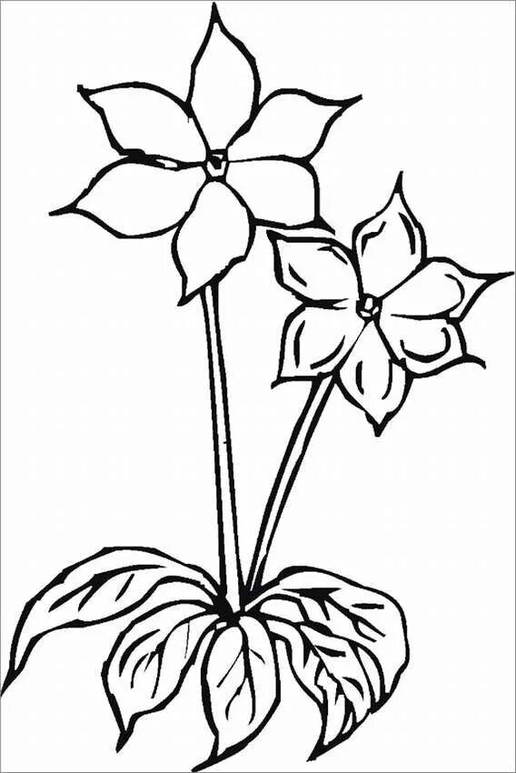 Blank flowers. Blank flowers. Цветы раскраска для детей. Трафарет ромашки для раскрашивания. Бальзамин раскраска для детей.