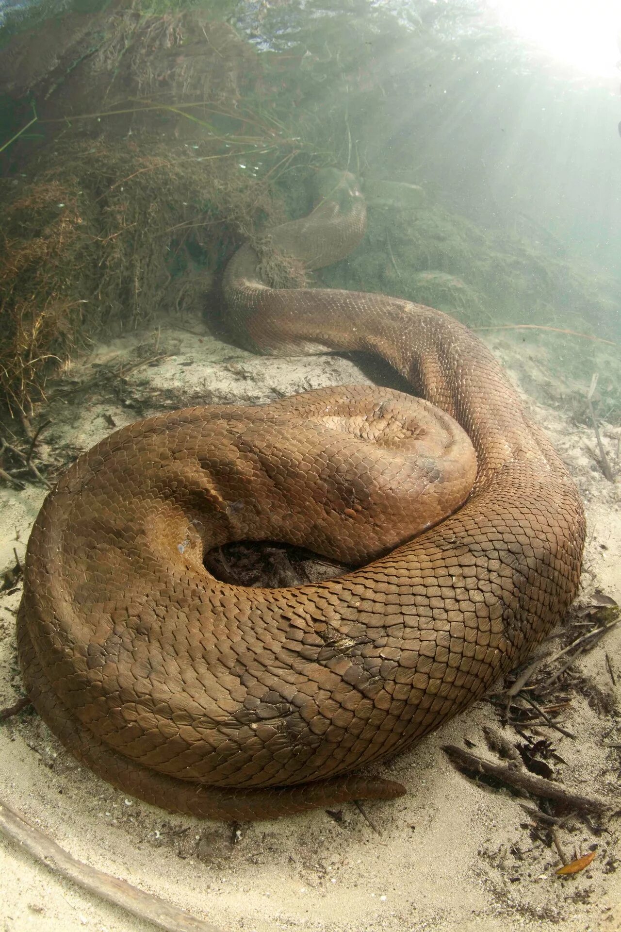 Анаконда какая змея. Анаконда змея. Анаконда в Амазонке. Водяной удав Анаконда.