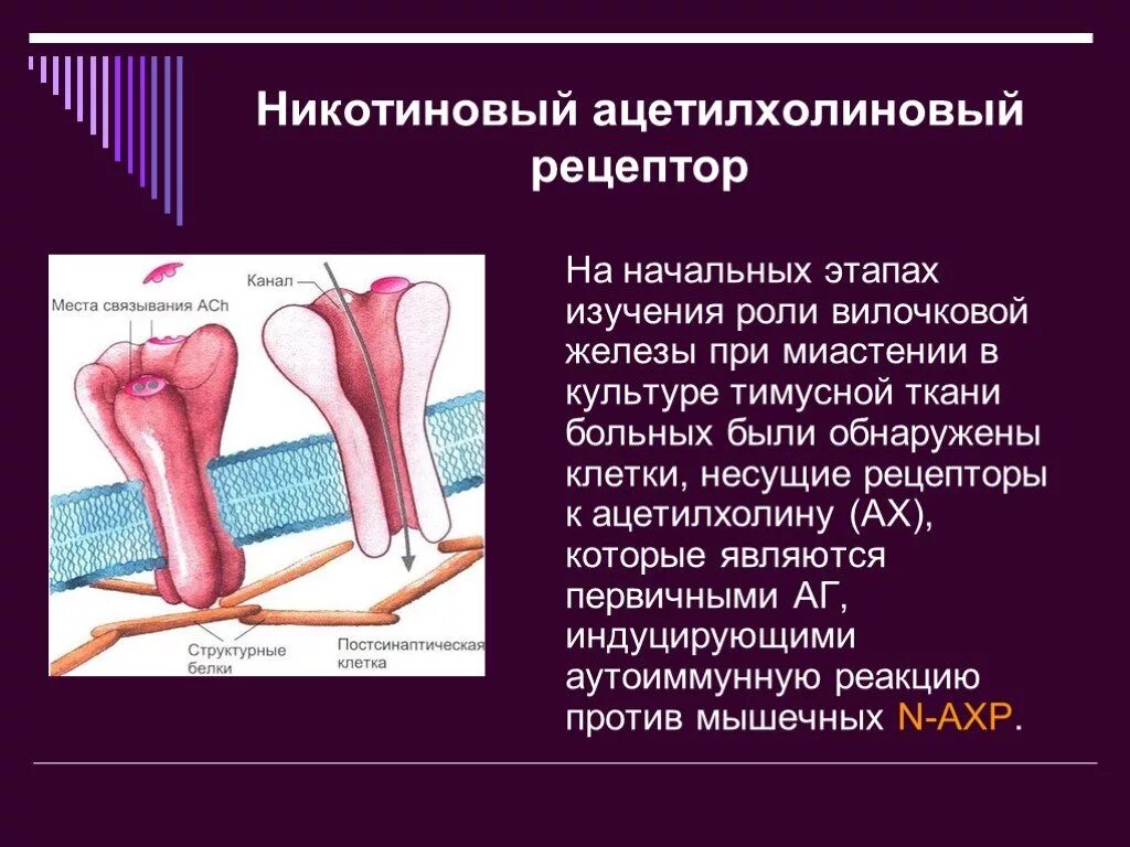 Нарушение функций вилочковой железы. Вилочковая железа заболевания при нарушении. Вилочковая железа при миастении микропрепарат. Миастения классификация. Миастения вилочковой железы.