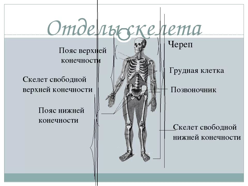 Туловищный отдел скелета. Отделы скелета. Отделы скелета конечностей. Скелет человека с названием костей. Скелет человека состоит из отделов.