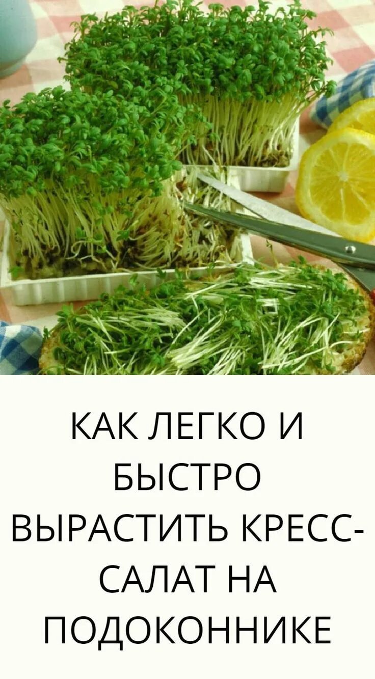 Как быстро посадить зелень. Микрозелень укропа. микрозелень петрушка. сельдерей микрозелень. микрозелень кресс-салат.